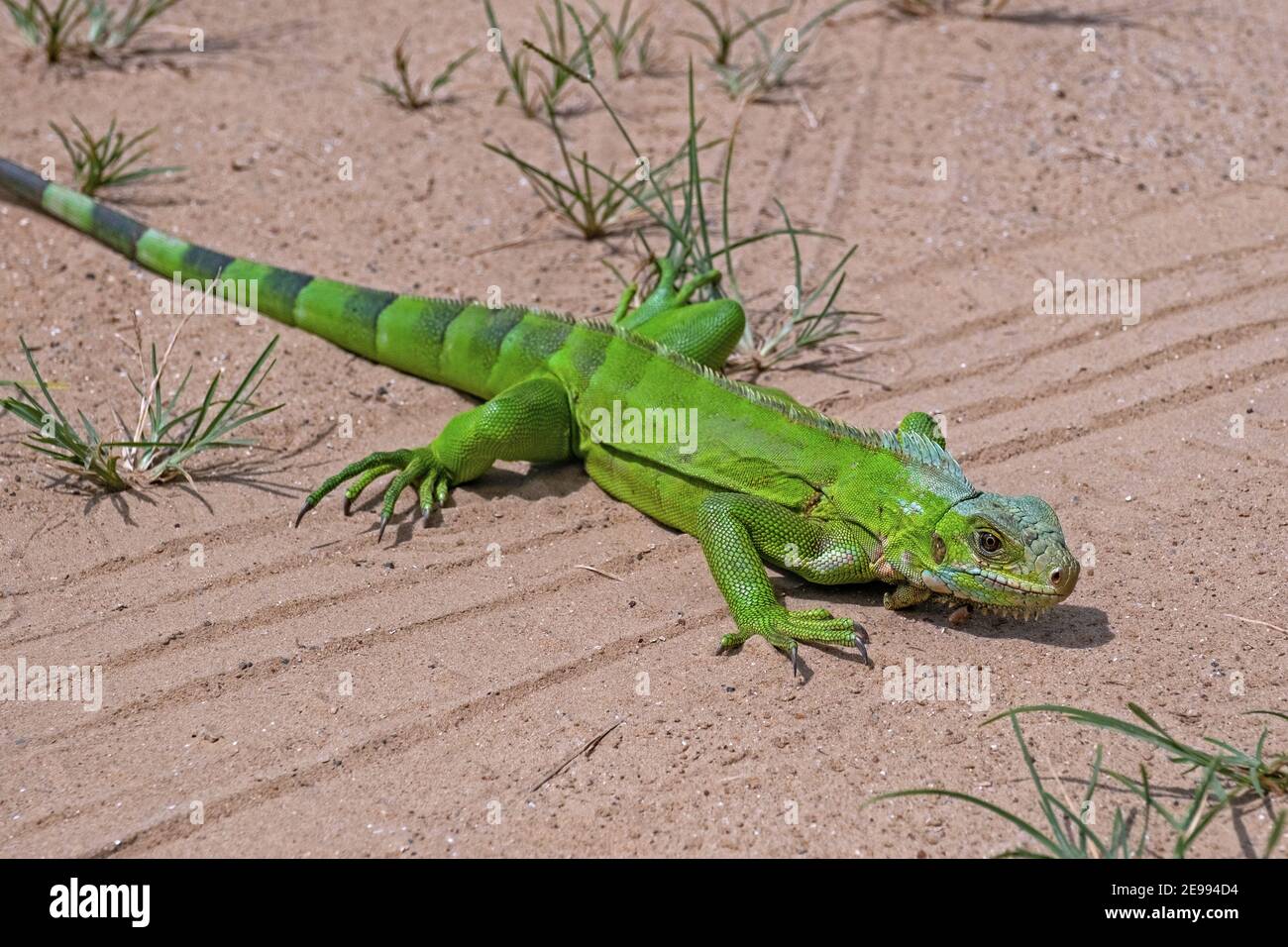 Iguana Crossing cover photo