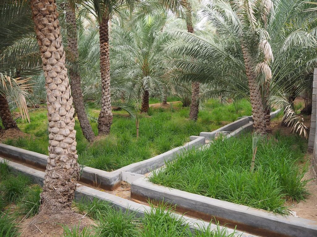 Al Ain's first Muji store